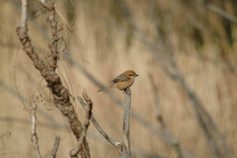 어린 때까치 Lanius bucephalus (Bull-headed Shrike); DISPLAY FULL IMAGE.