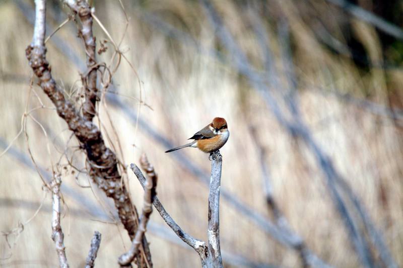 어린 때까치 Lanius bucephalus (Bull-headed Shrike); DISPLAY FULL IMAGE.