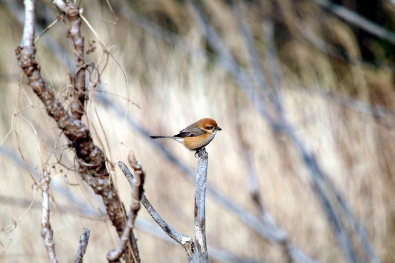 어린 때까치 Lanius bucephalus (Bull-headed Shrike); DISPLAY FULL IMAGE.