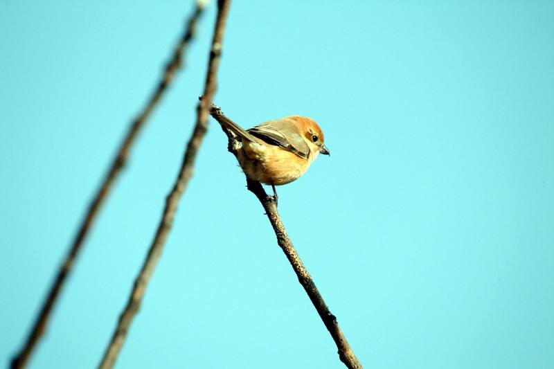 어린 때까치 Lanius bucephalus (Bull-headed Shrike); DISPLAY FULL IMAGE.
