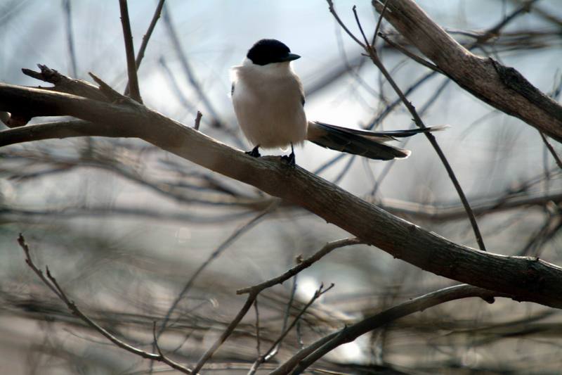 물까치 Cyanopica cyana (Azure-winged Magpie); DISPLAY FULL IMAGE.