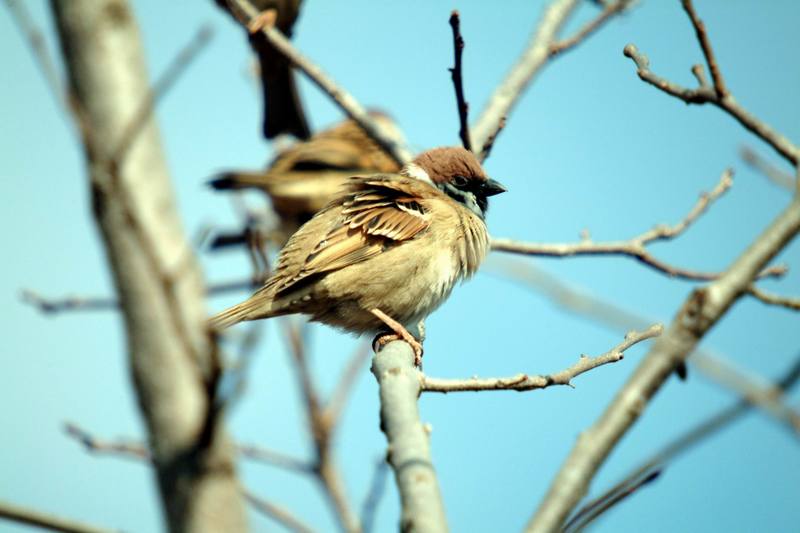 참새 Passer montanus (Tree Sparrow); DISPLAY FULL IMAGE.