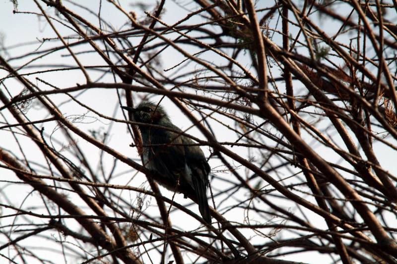 직박구리 Ixos amaurotis (Brown-eared Bulbul); DISPLAY FULL IMAGE.