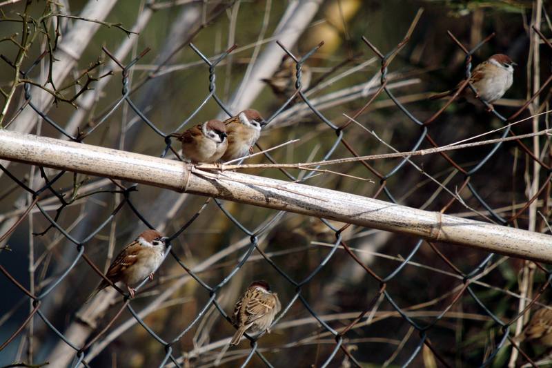 참새떼 Passer montanus (Tree Sparrows); DISPLAY FULL IMAGE.