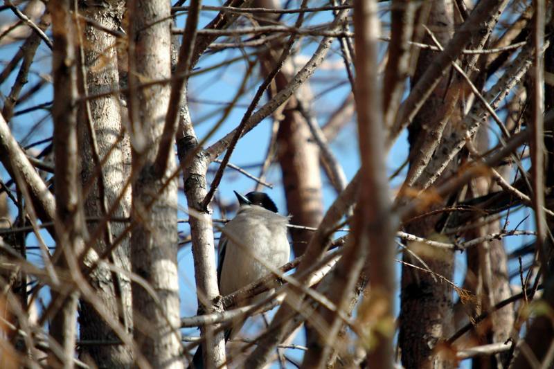 물까치 Cyanopica cyana (Azure-winged Magpie); DISPLAY FULL IMAGE.