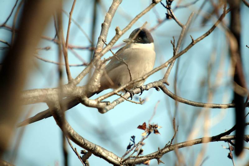 물까치 Cyanopica cyana (Azure-winged Magpie); DISPLAY FULL IMAGE.