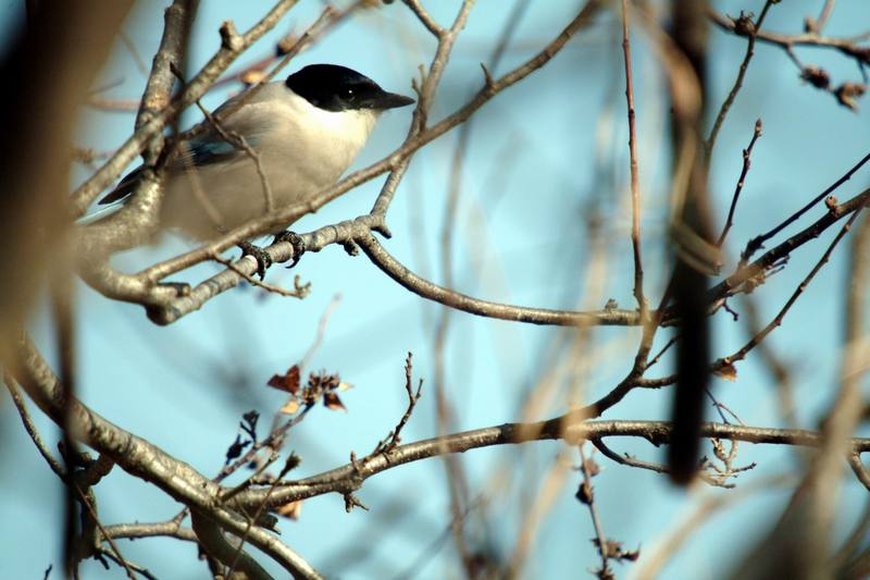 물까치 Cyanopica cyana (Azure-winged Magpie); DISPLAY FULL IMAGE.