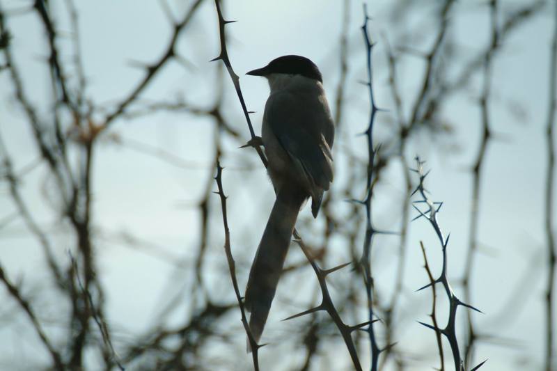 물까치 Cyanopica cyana (Azure-winged Magpie); DISPLAY FULL IMAGE.