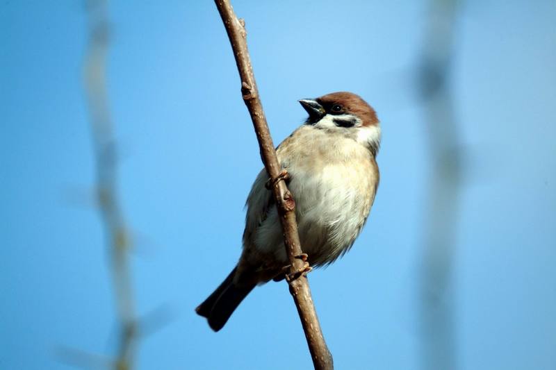 참새 Passer montanus (Tree Sparrow); DISPLAY FULL IMAGE.