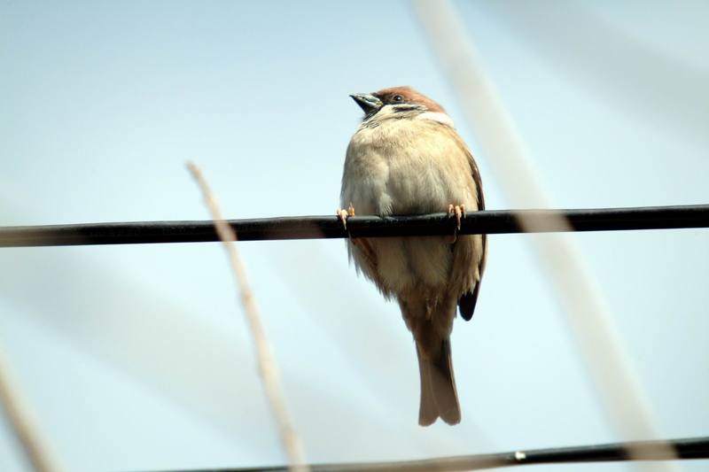 참새 Passer montanus (Tree Sparrow); DISPLAY FULL IMAGE.