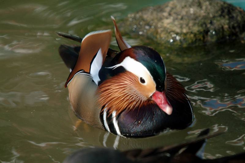 원앙(鴛鴦)수컷 Aix galericulata (Mandarin Duck); DISPLAY FULL IMAGE.