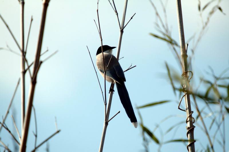 물까치 Cyanopica cyana (Azure-winged Magpie); DISPLAY FULL IMAGE.