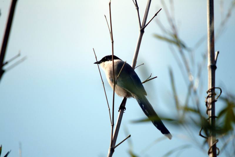 물까치 Cyanopica cyana (Azure-winged Magpie); DISPLAY FULL IMAGE.