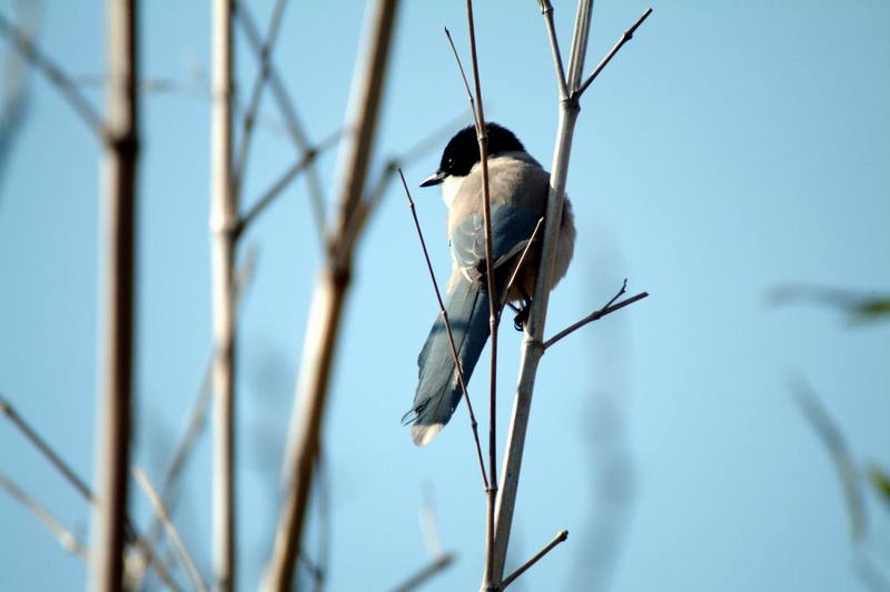 물까치 Cyanopica cyana (Azure-winged Magpie); DISPLAY FULL IMAGE.