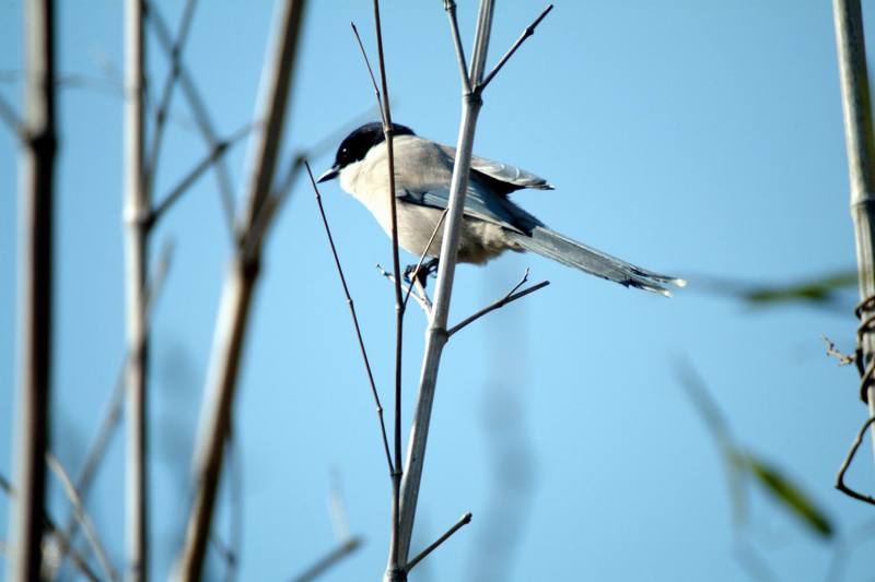 물까치 Cyanopica cyana (Azure-winged Magpie); DISPLAY FULL IMAGE.