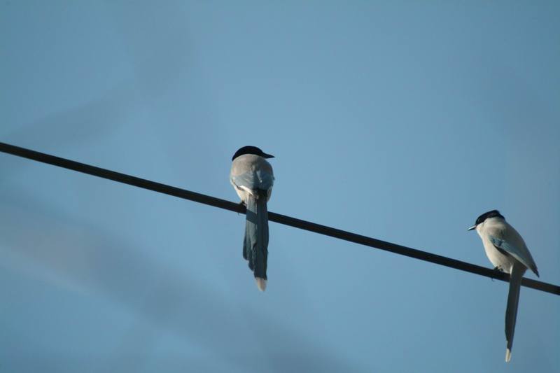 물까치 Cyanopica cyana (Azure-winged Magpies); DISPLAY FULL IMAGE.