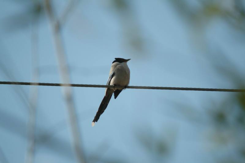 물까치 Cyanopica cyana (Azure-winged Magpies); DISPLAY FULL IMAGE.
