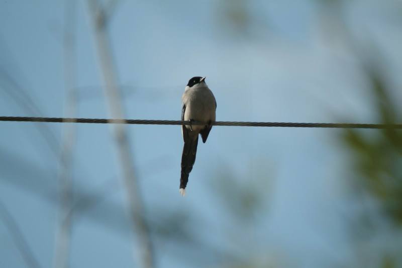 물까치 Cyanopica cyana (Azure-winged Magpies); DISPLAY FULL IMAGE.