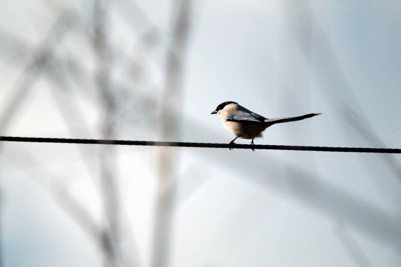 물까치 Cyanopica cyana (Azure-winged Magpies); DISPLAY FULL IMAGE.