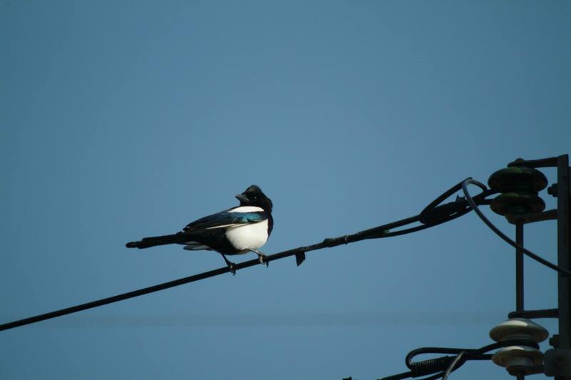 까치 Pica pica (Black-billed Magpie); DISPLAY FULL IMAGE.