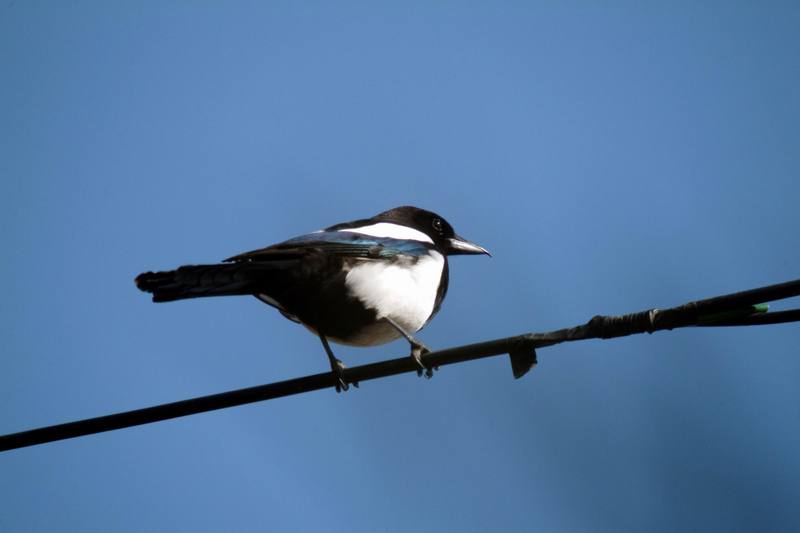 까치 Pica pica (Black-billed Magpie); DISPLAY FULL IMAGE.