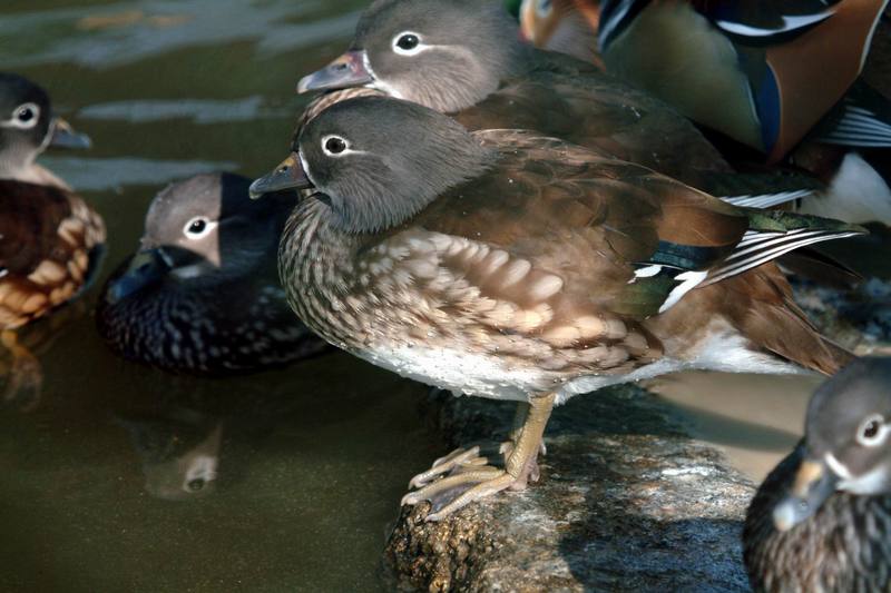 원앙(鴛鴦)암컷 Aix galericulata (Mandarin Duck); DISPLAY FULL IMAGE.