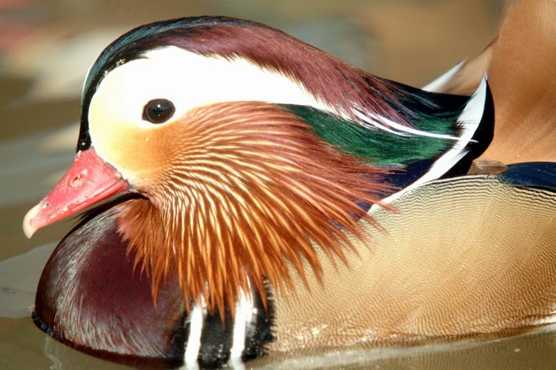 원앙(鴛鴦)수컷 Aix galericulata (Mandarin Duck); DISPLAY FULL IMAGE.