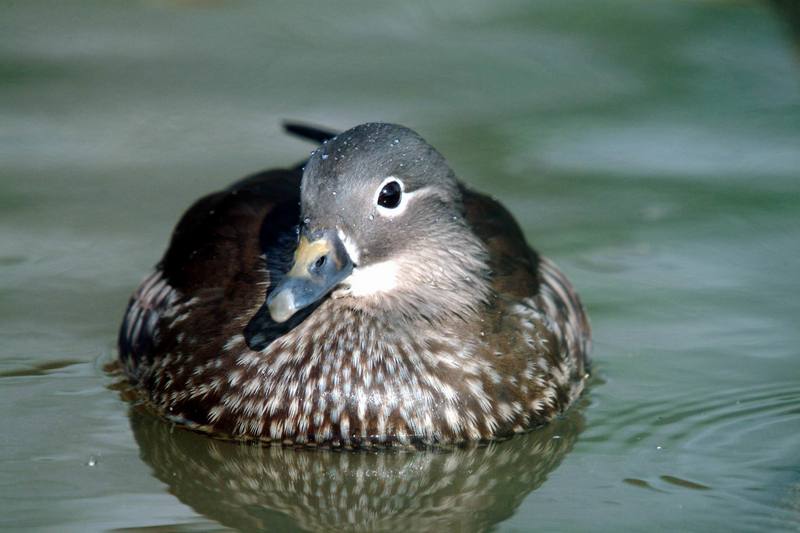 원앙(鴛鴦)암컷 Aix galericulata (Mandarin Duck); DISPLAY FULL IMAGE.
