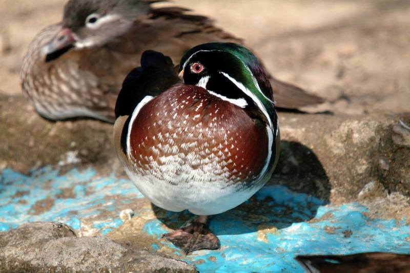아메리카원앙 Aix sponsa (Wood Duck); DISPLAY FULL IMAGE.