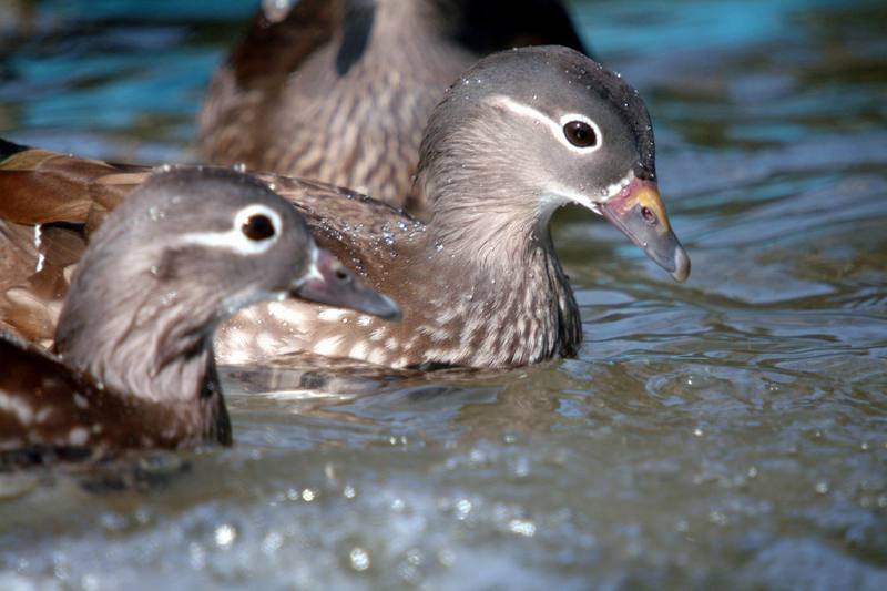 원앙(鴛鴦)암컷 Aix galericulata (Mandarin Duck); DISPLAY FULL IMAGE.