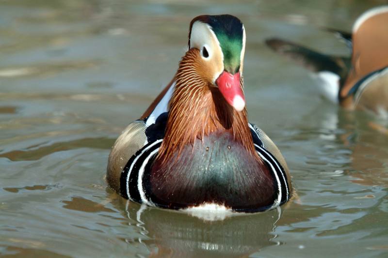 원앙(鴛鴦)수컷 Aix galericulata (Mandarin Duck); DISPLAY FULL IMAGE.