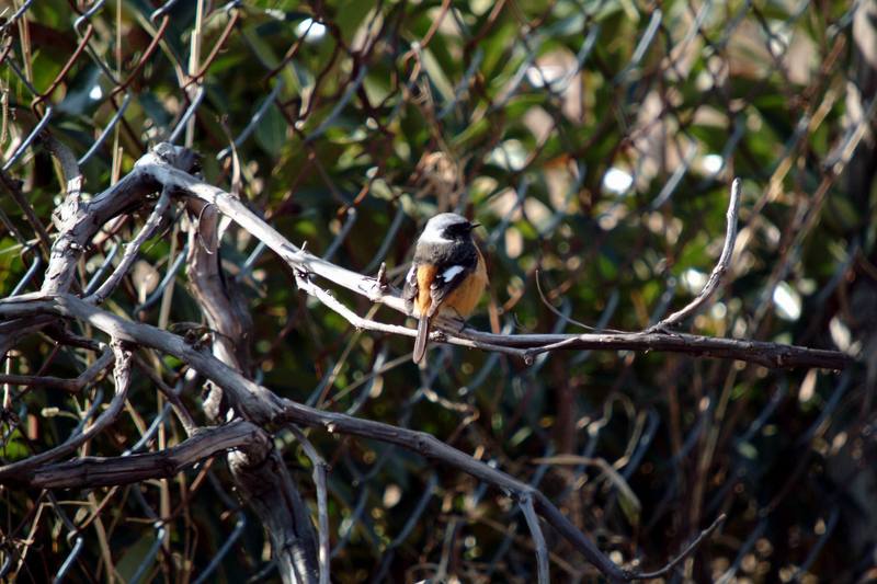 딱새 Phoenicurus auroreus (Daurian Redstart); DISPLAY FULL IMAGE.