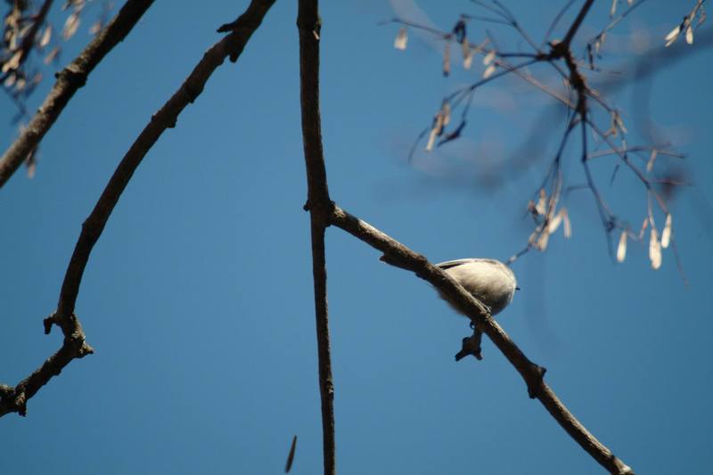 쇠박새 Parus palustris (Marsh Tit); DISPLAY FULL IMAGE.
