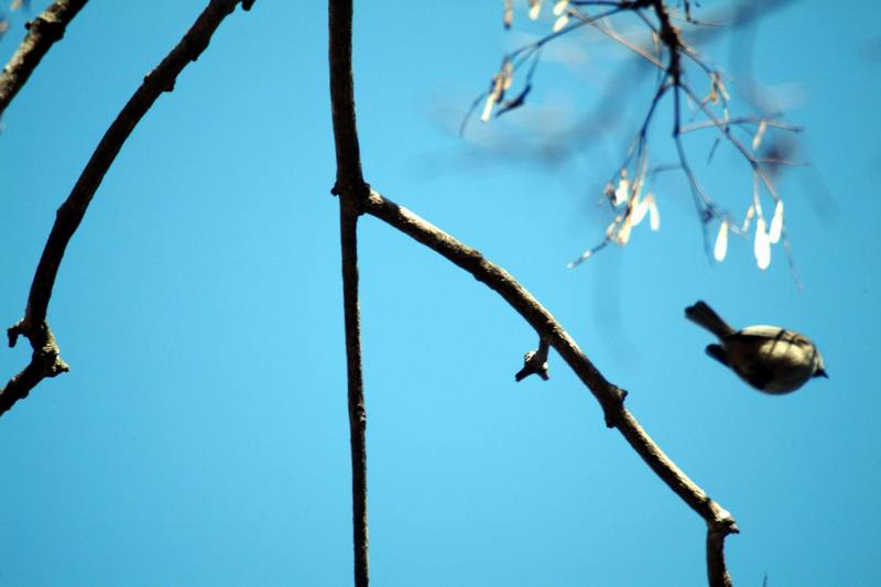 쇠박새 Parus palustris (Marsh Tit) -'누가 찬 거야!!!'; DISPLAY FULL IMAGE.