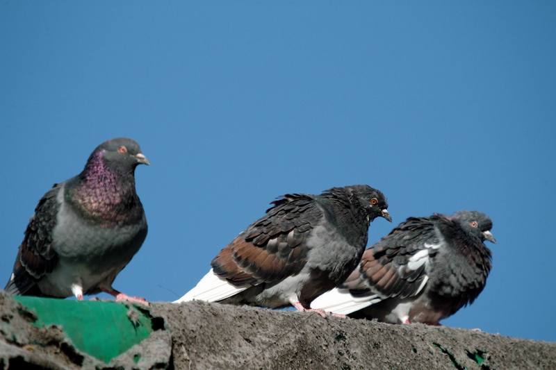 집비둘기 Columba livia var. domestica (Domestic Pigeon); DISPLAY FULL IMAGE.