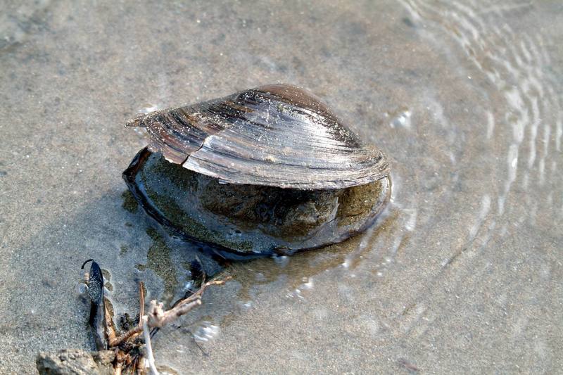 말조개 껍질 Dreissena polymorpha (Zebra Mussel's shell); DISPLAY FULL IMAGE.