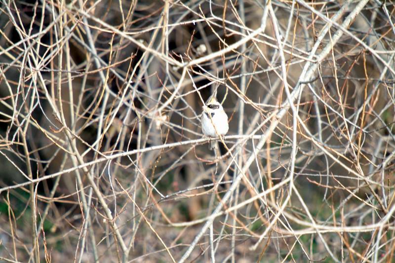 노랑턱멧새 Emberiza elegans (Yellow-throated Bunting); DISPLAY FULL IMAGE.