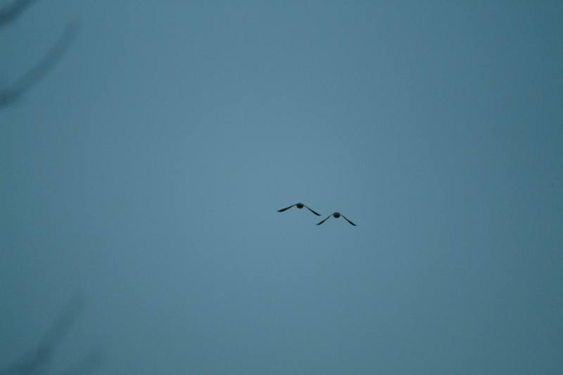흰뺨검둥오리의 비상 Anas poecilorhyncha (Spot-billed Ducks); DISPLAY FULL IMAGE.