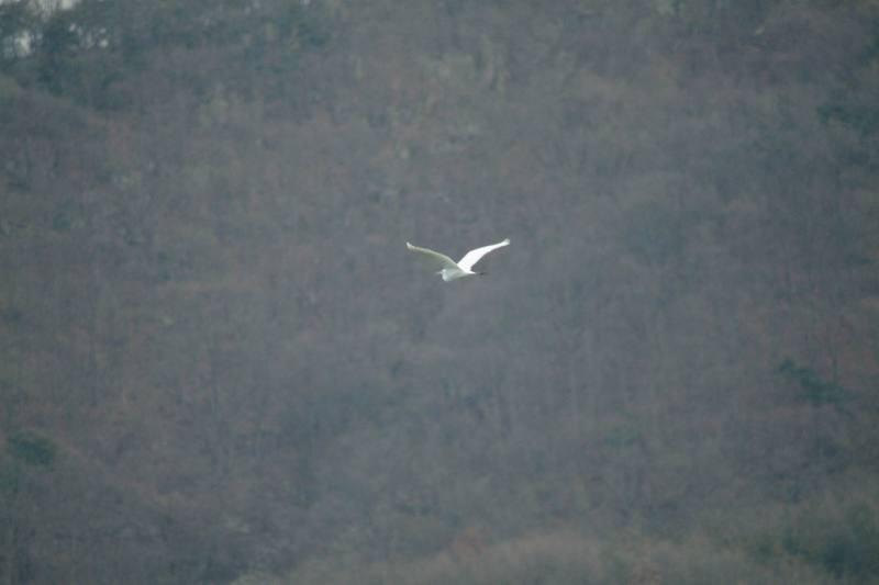 쇠백로의 비상 Egretta garzetta garzetta (Little Egret); DISPLAY FULL IMAGE.