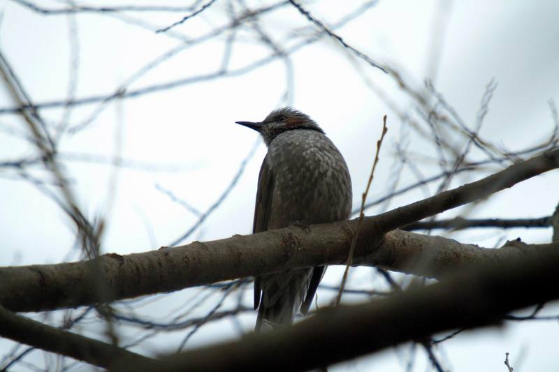 직박구리 Ixos amaurotis (Brown-eared Bulbul); DISPLAY FULL IMAGE.