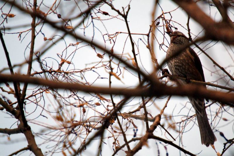 직박구리 Ixos amaurotis (Brown-eared Bulbul); DISPLAY FULL IMAGE.