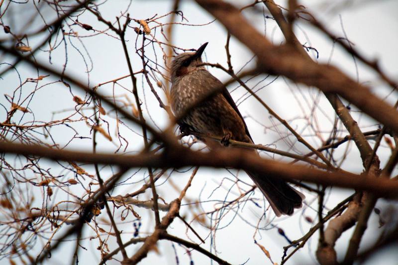 직박구리 Ixos amaurotis (Brown-eared Bulbul); DISPLAY FULL IMAGE.