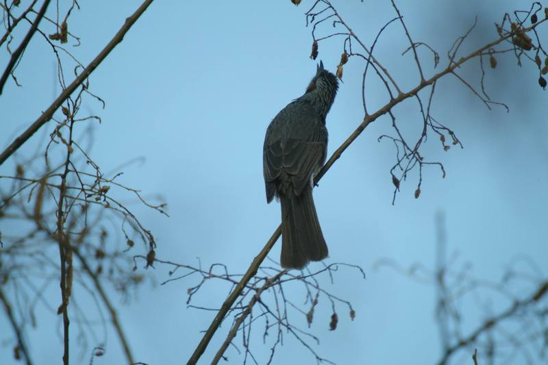 직박구리 Ixos amaurotis (Brown-eared Bulbul); DISPLAY FULL IMAGE.