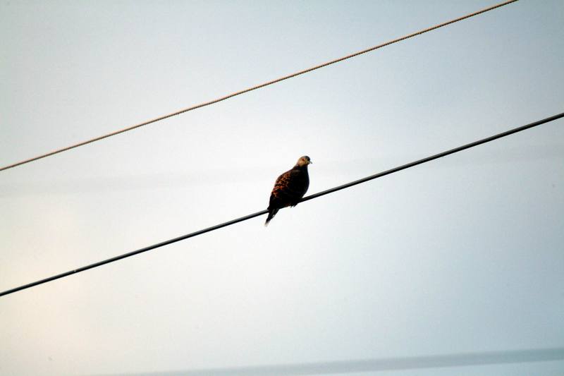 멧비둘기 Streptopelia orientalis (Oriental Turtle Dove); DISPLAY FULL IMAGE.