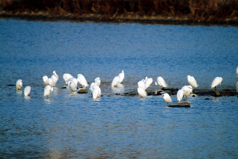 쇠백로무리 Egretta garzetta garzetta (Little Egrets); DISPLAY FULL IMAGE.