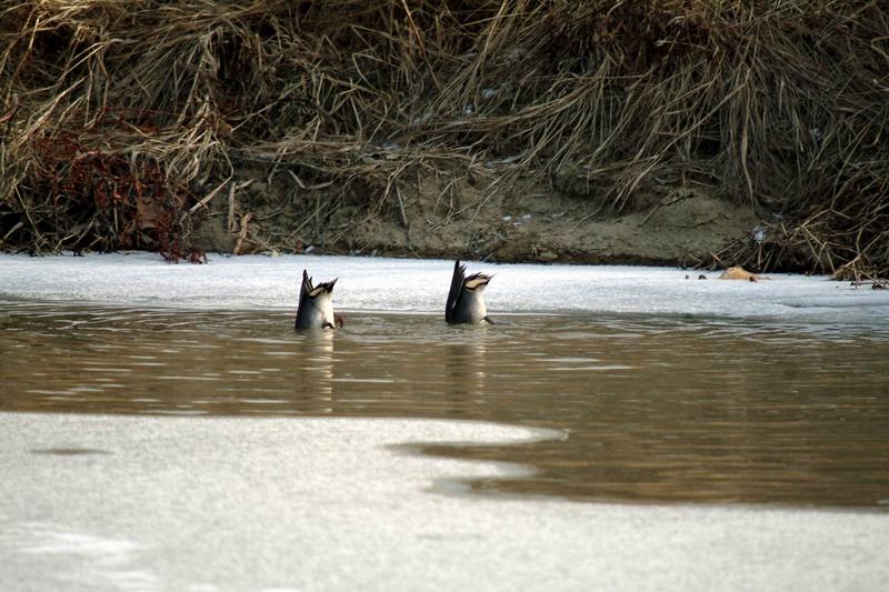 쇠오리 Anas crecca crecca (Common Teal); DISPLAY FULL IMAGE.
