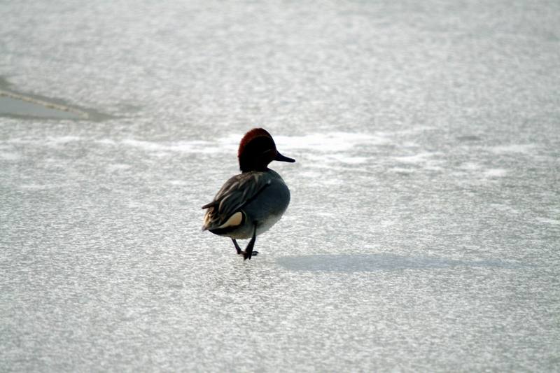 쇠오리 Anas crecca crecca (Common Teal); DISPLAY FULL IMAGE.