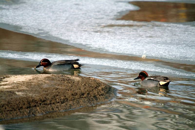 쇠오리 Anas crecca crecca (Common Teal); DISPLAY FULL IMAGE.