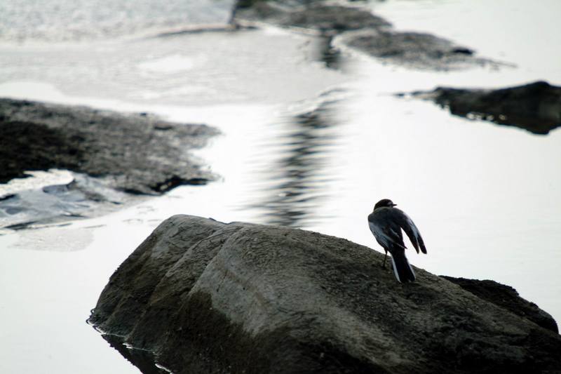 백할미새 Motacilla lugens (Black-backed Wagtail); DISPLAY FULL IMAGE.