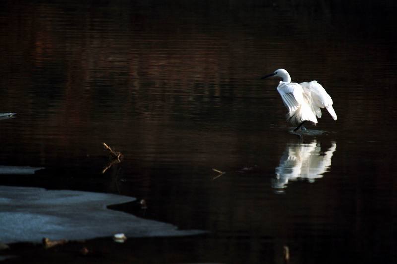 쇠백로 Egretta garzetta garzetta (Little Egret); DISPLAY FULL IMAGE.